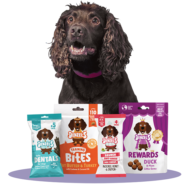 denzel the dog with all his great products