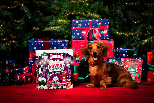Dog opening the Denzel's advent calendar