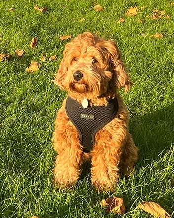 Denzel's | Delicious and Nutritious Dog Treats, Chews, and Rewards