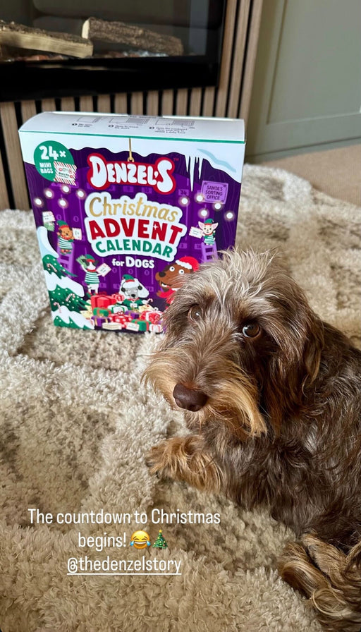 Dog with a Denzel's treat from the advent calendar