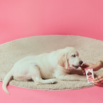 Puppy Soft-Baked Sticks