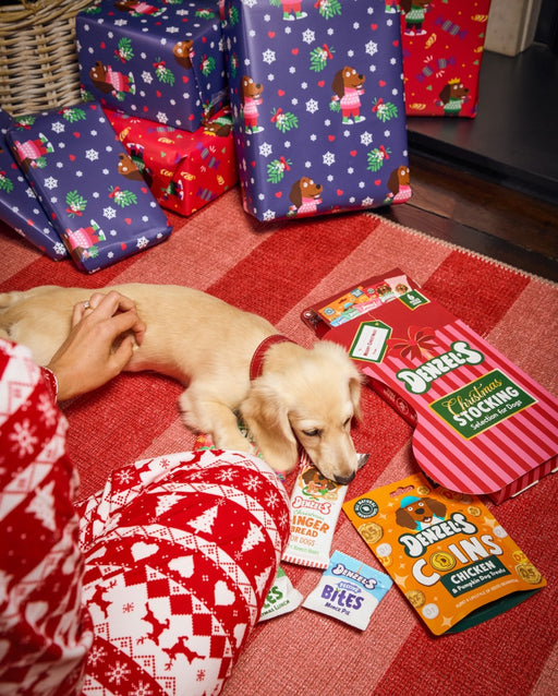 Dog waiting by the advent calendar