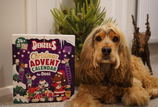 Dog waiting by the advent calendar